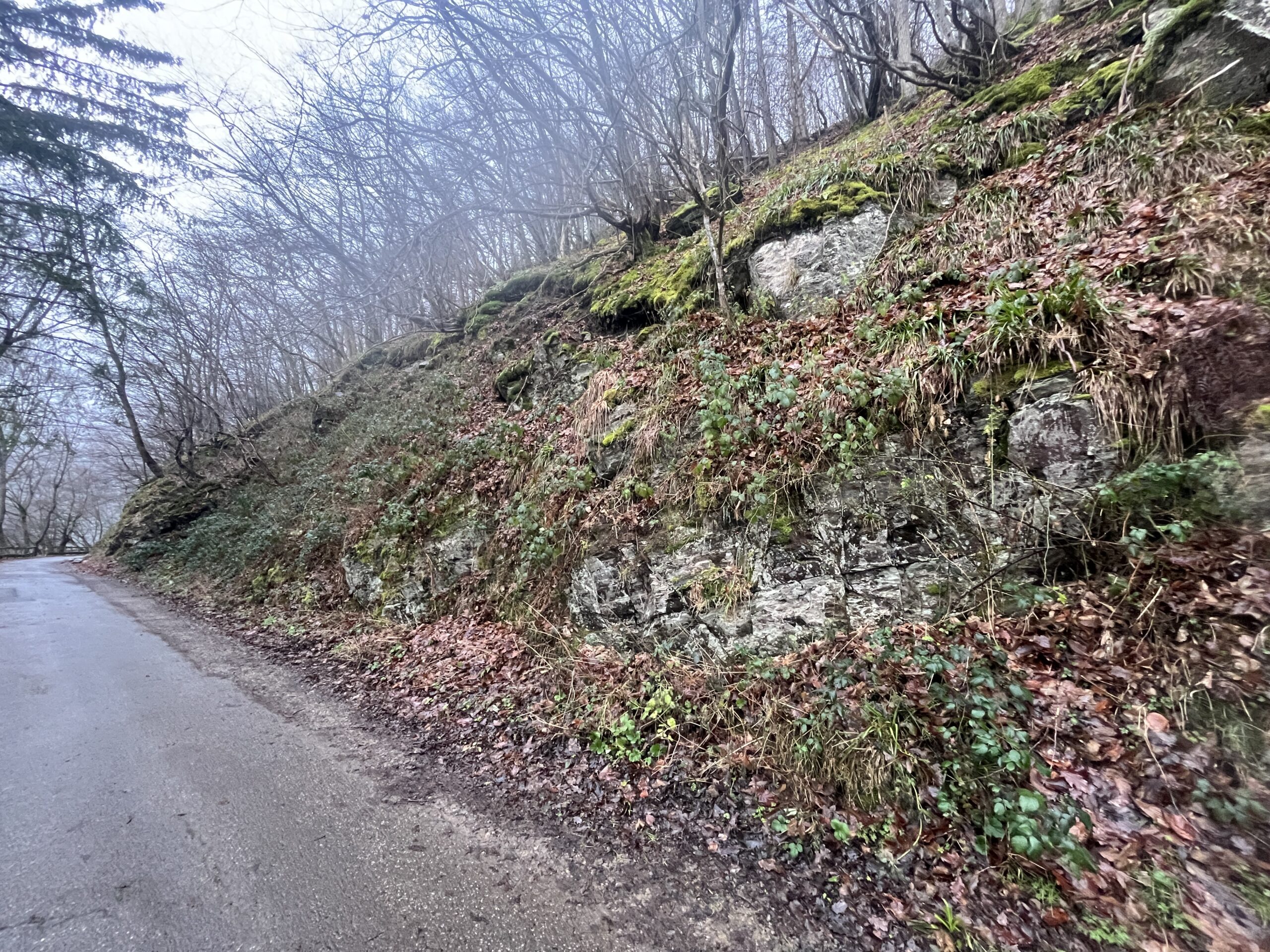 Umweltplanerische Fachbeiträge für Genehmigungsunterlagen für das Vorhaben Felssicherung Seerandweg 